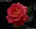 Tzigane rose photo