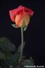 Tzigane rose photo