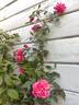 Dr. Rouges rose photo