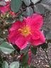 The Imposter rose photo