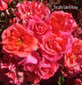Modern Twist rose photo