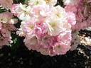 Cherub rose photo