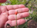 Cherub rose photo