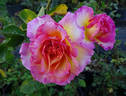 La Parisienne ™ rose photo