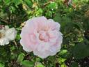 Redouté rose photo