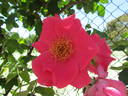 Cicely O'Rorke rose photo