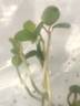Old Red Moss rose photo