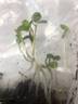 Old Red Moss rose photo