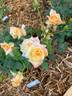 Circus rose photo