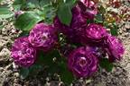 Nachtnymphe rose photo