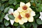 Dear Dolly rose photo