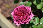 Smoky Plum rose photo