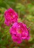 Roxelane rose photo