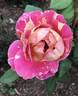 Sunsation rose photo