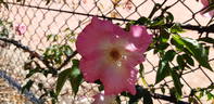 Flying Colours rose photo