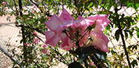 Flying Colours rose photo