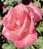 Clovie rose photo