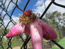 Doris Downes rose photo