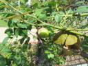 Doris Downes rose photo