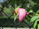 Doris Downes rose photo