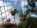 Countess of Stradbroke rose photo