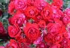 Black Forest Rose rose photo