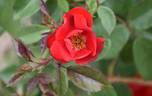 6104-04-2 rose photo