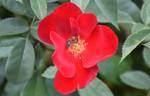6104-04-2 rose photo