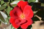 6104-04-2 rose photo