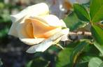 6031 rose photo