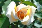 6031 rose photo