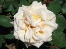 6031 rose photo