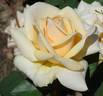 6031 rose photo