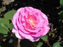 WALness rose photo