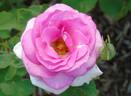 WALness rose photo