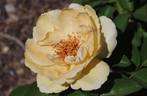 4052 rose photo