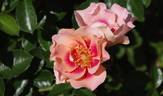 7076-10-CP rose photo