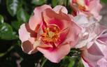 7076-10-CP rose photo