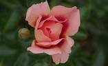 7076-10-CP rose photo