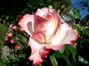 Carmagnole ® rose photo
