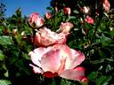 Carmagnole ® rose photo