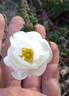 Double Scotch rose photo