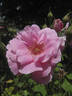 Amy Johnson rose photo