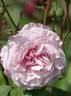 Carminia rose photo