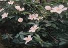 R. coriifolia froebelii rose photo