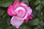 Louisa Jane rose photo
