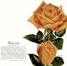 Butterscotch rose photo