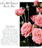 Pink Rosette rose photo