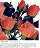 Pinocchio rose photo