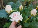 Pink Chiffon rose photo